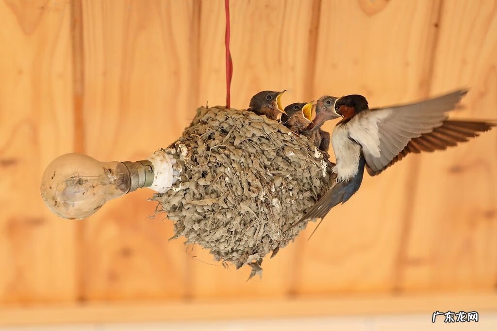 鸟巢风水分析 鸟窝搭建你家风水