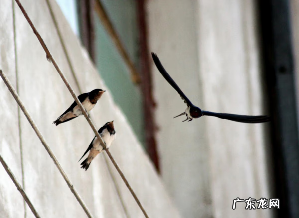 鸟巢风水分析 鸟窝搭建你家风水