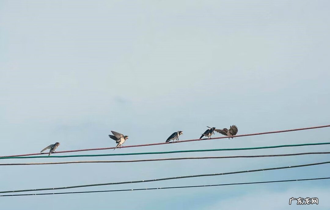 鸟巢风水分析 鸟窝搭建你家风水