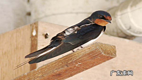 鸟巢风水分析 鸟窝搭建你家风水