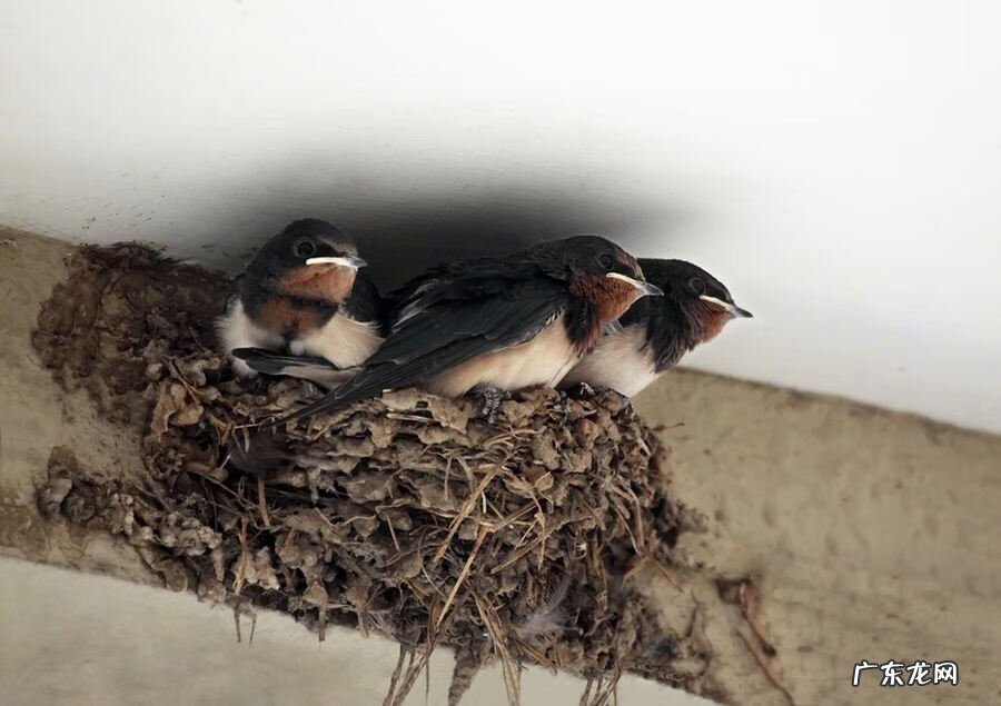鸟巢风水分析 鸟窝搭建你家风水