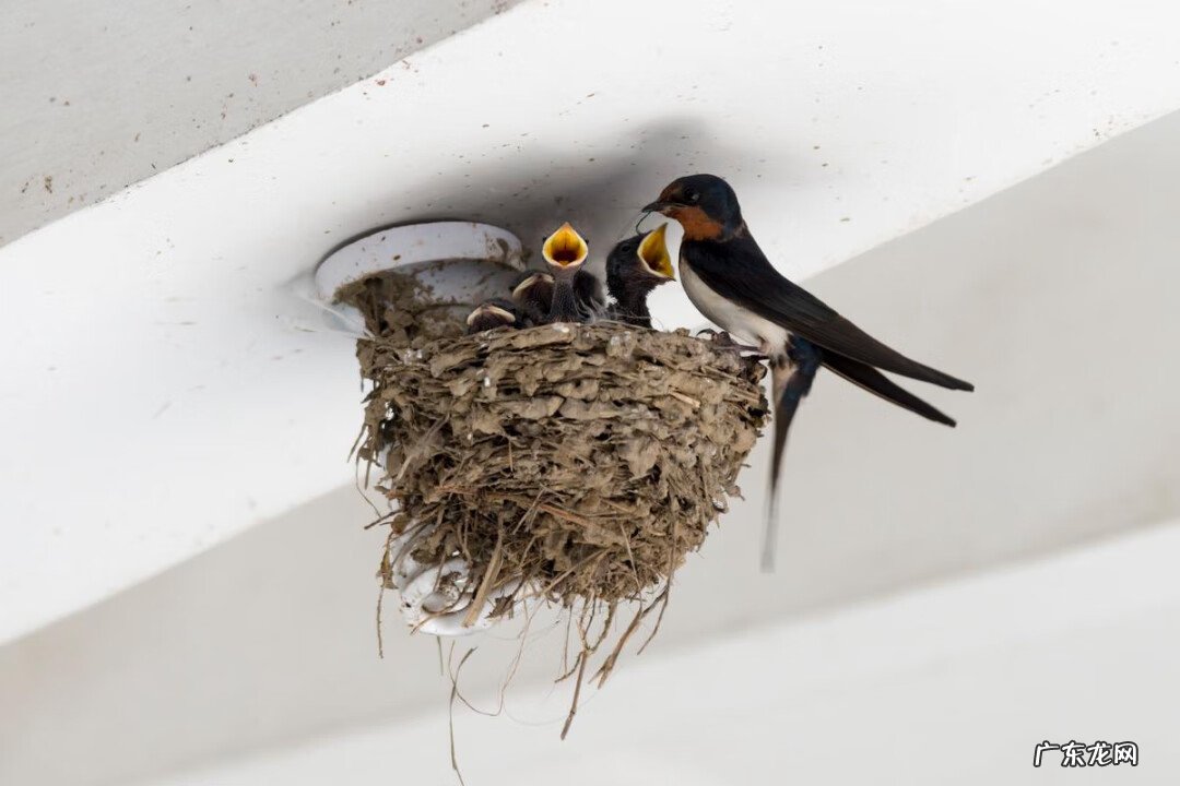 鸟巢风水分析 鸟窝搭建你家风水