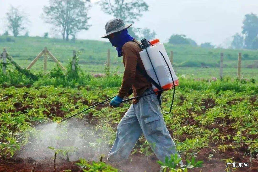 鸟巢风水分析 鸟窝搭建你家风水