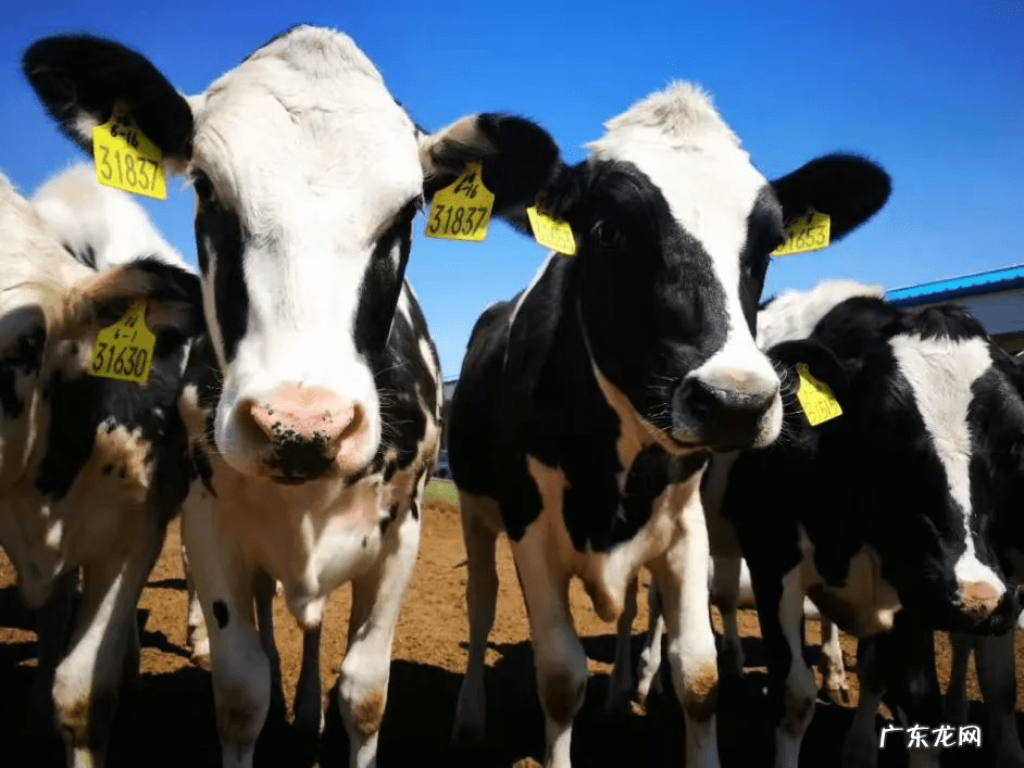 全球销量第一的奶粉 销量第一的奶粉叫什么