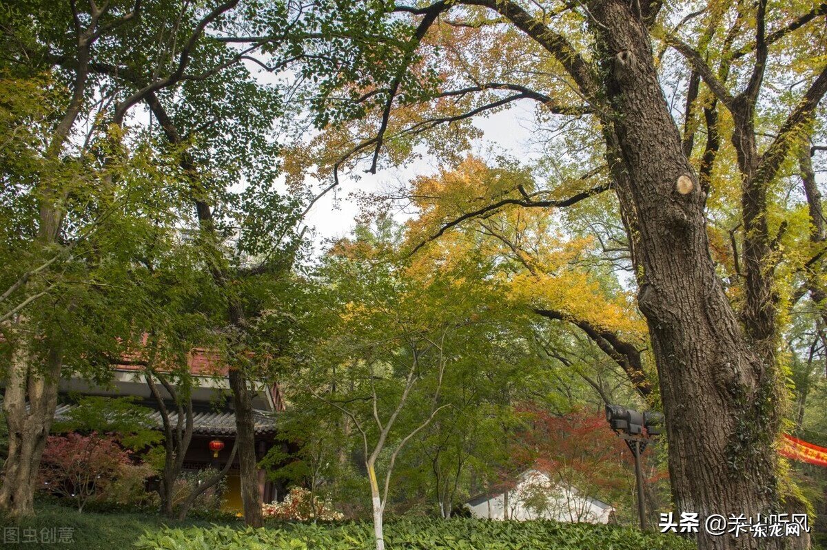 杉树叶子图片 房子旁边杉树风水