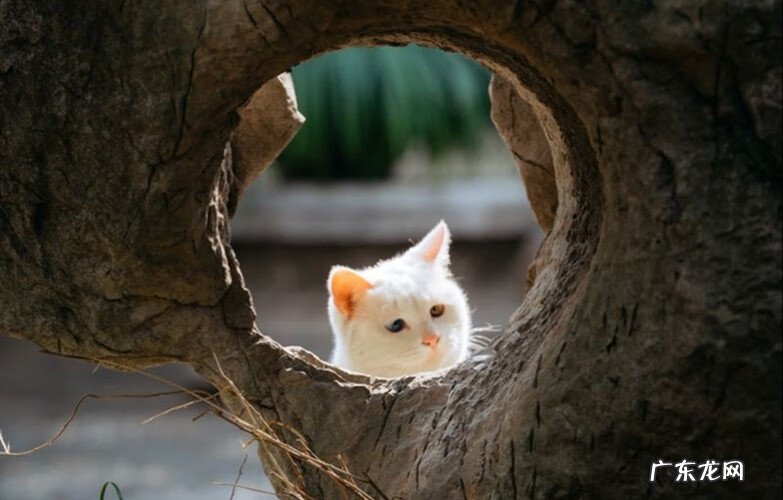 风水桃花局 桃花水风水局