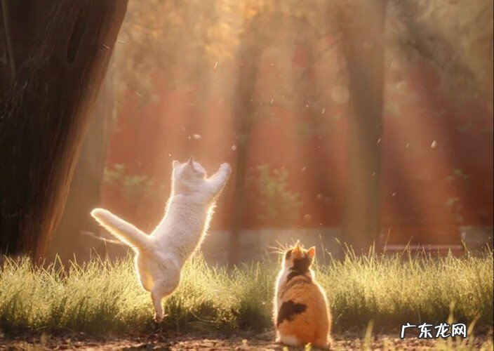 风水桃花局 桃花水风水局