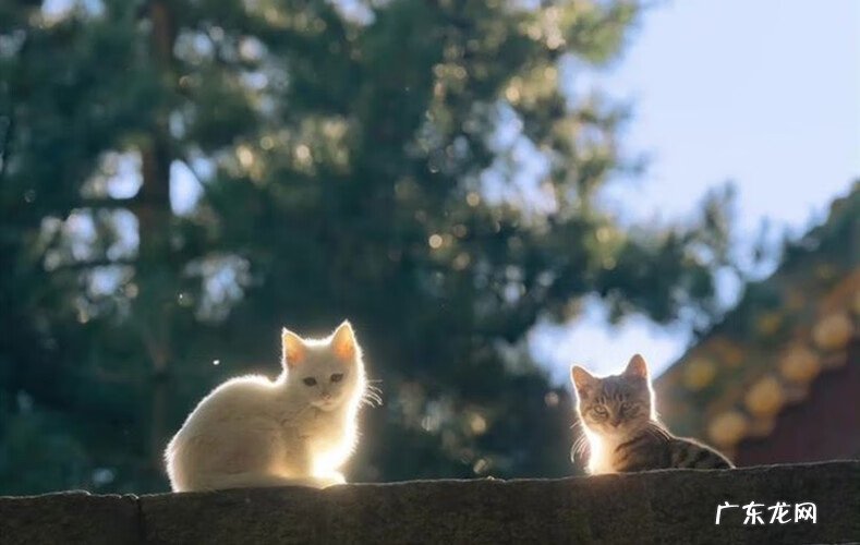 风水桃花局 桃花水风水局