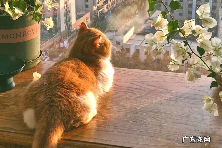 风水桃花局 桃花水风水局