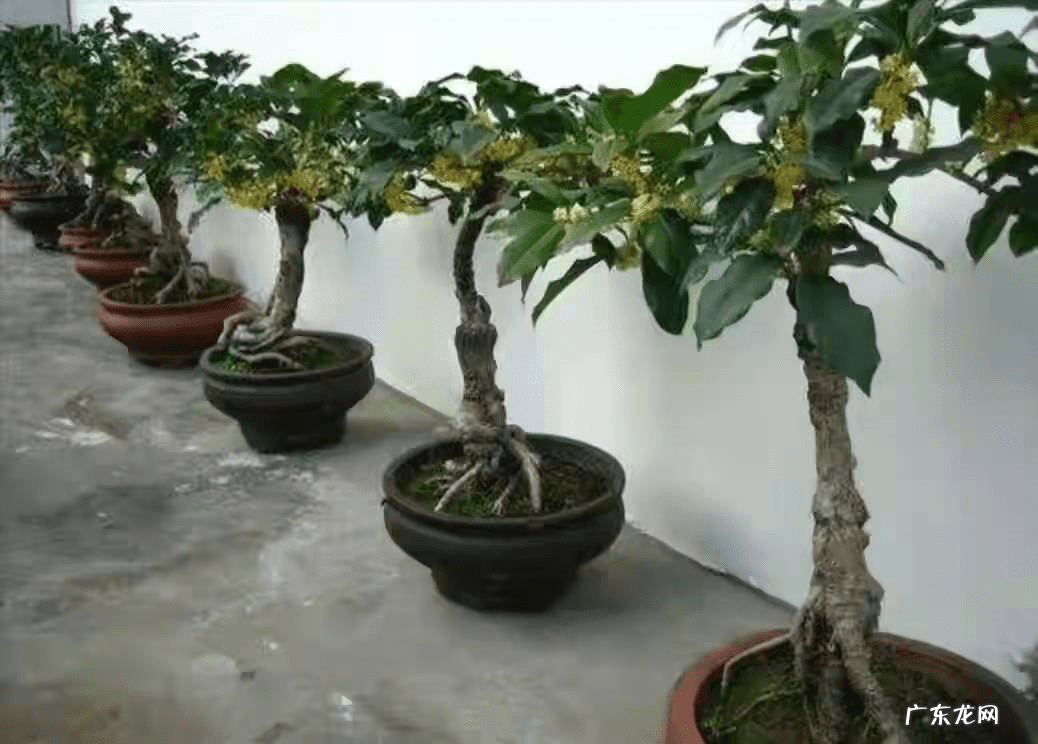 正门对厕所门风水化解 正门前栽什么树风水好