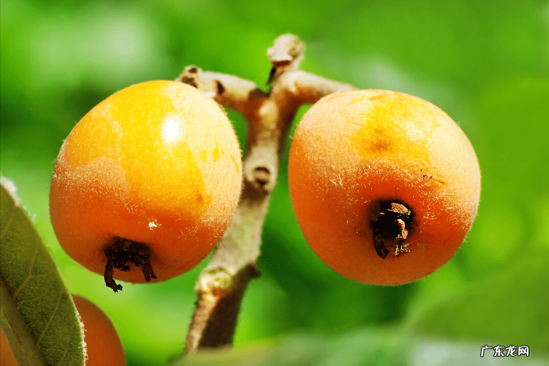 正门对厕所门风水化解 正门前栽什么树风水好