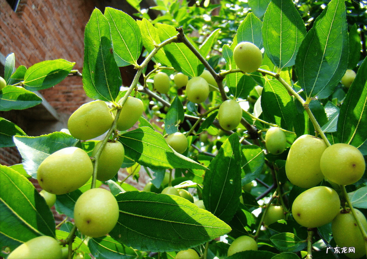 正门对厕所门风水化解 正门前栽什么树风水好