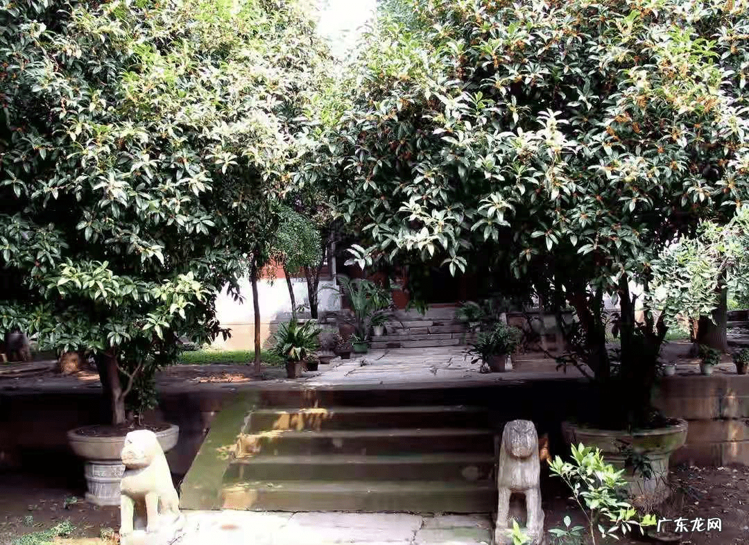 正门对厕所门风水化解 正门前栽什么树风水好