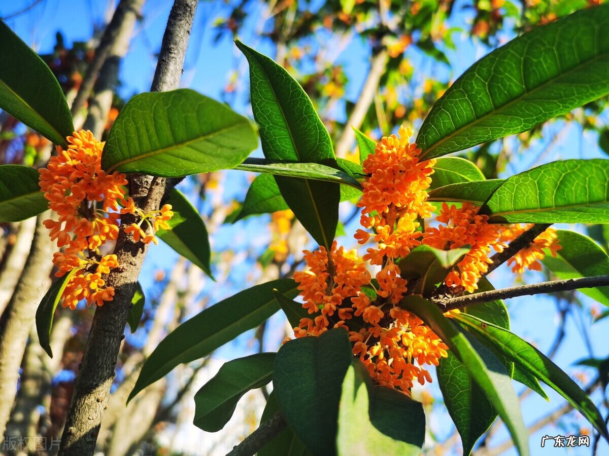正门对厕所门风水化解 正门前栽什么树风水好