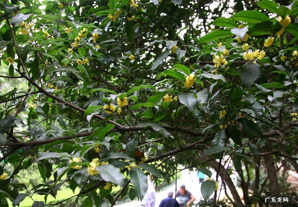 正门对厕所门风水化解 正门前栽什么树风水好