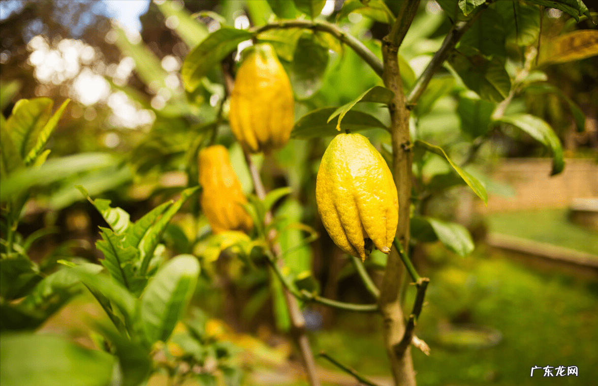 正门对厕所门风水化解 正门前栽什么树风水好