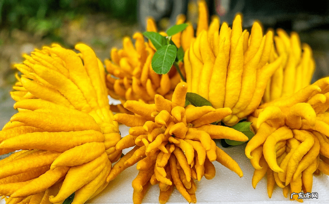 正门对厕所门风水化解 正门前栽什么树风水好