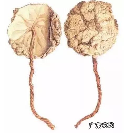 大S吃小S胎盘 大s吃胎盘吗