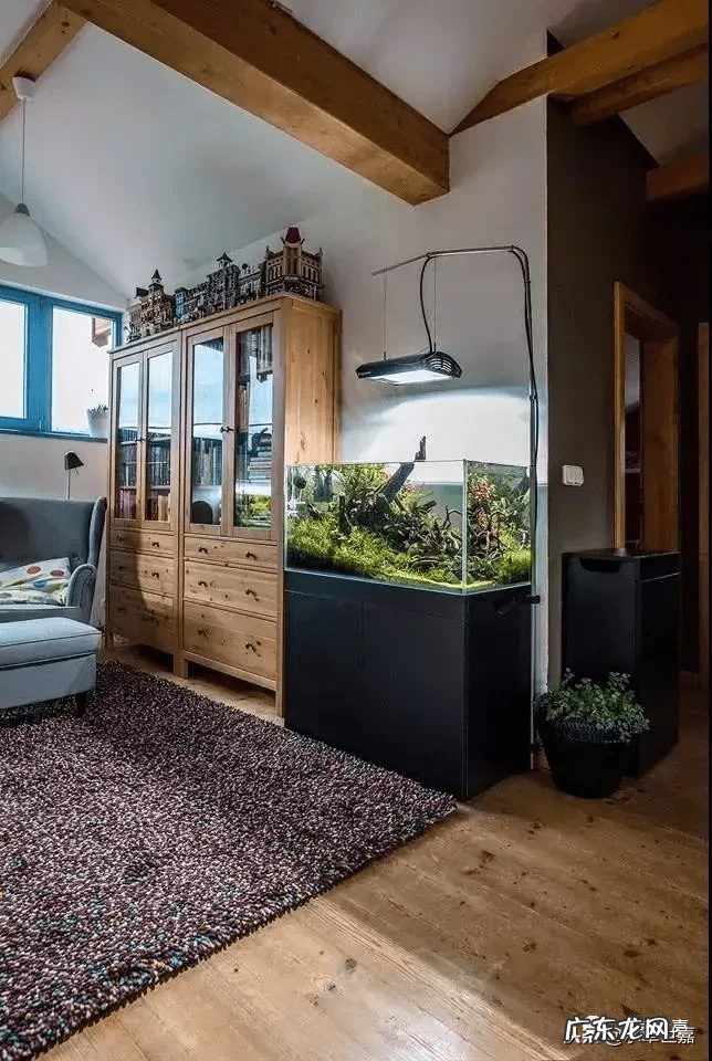 新鱼缸种水草 末日风水草缸