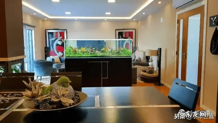 新鱼缸种水草 末日风水草缸