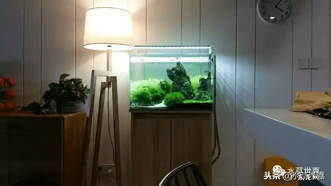 新鱼缸种水草 末日风水草缸