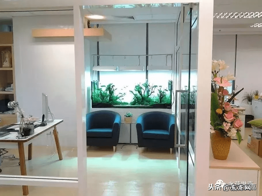 新鱼缸种水草 末日风水草缸