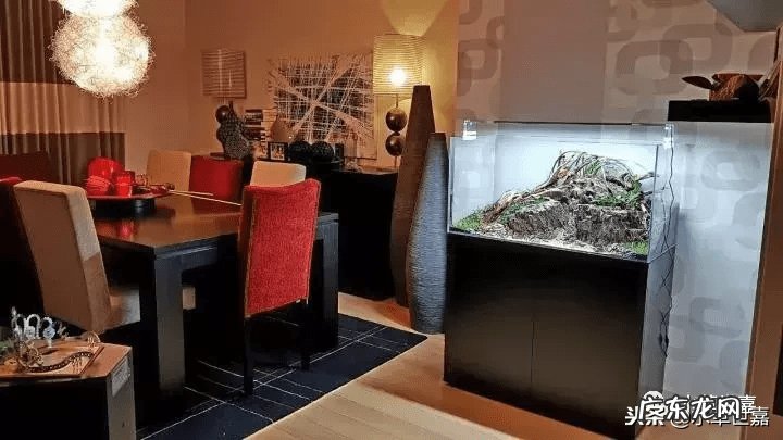 新鱼缸种水草 末日风水草缸