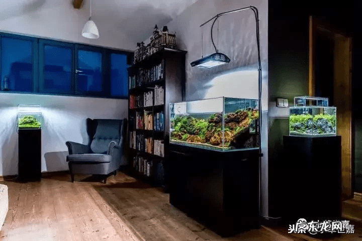 新鱼缸种水草 末日风水草缸