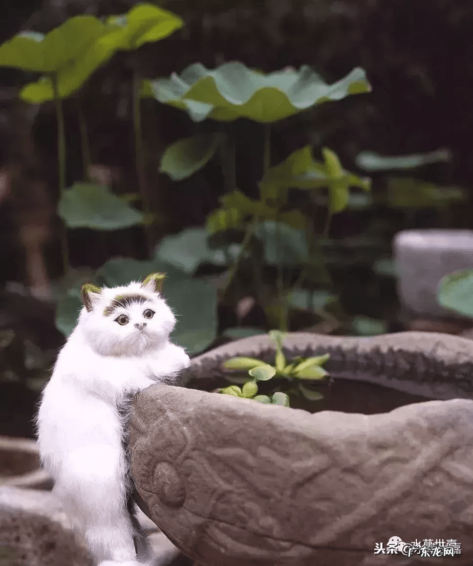 新鱼缸种水草 末日风水草缸