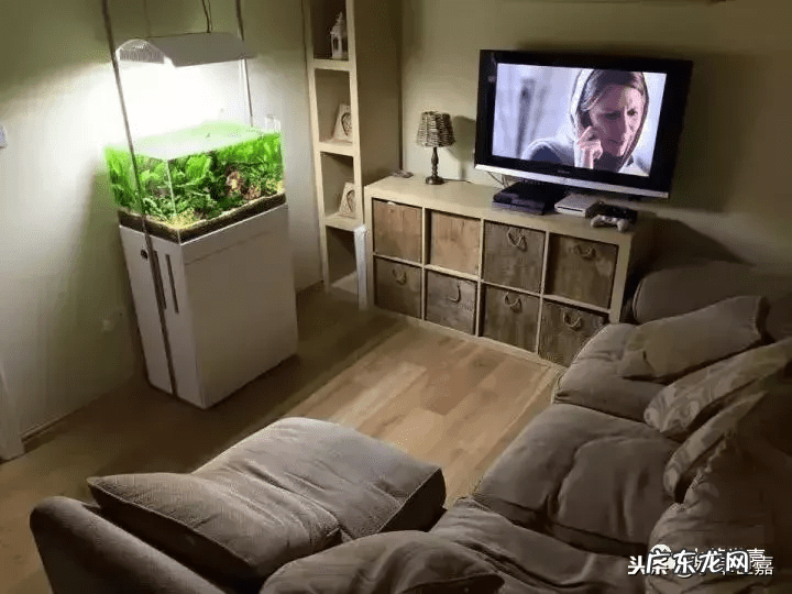 新鱼缸种水草 末日风水草缸