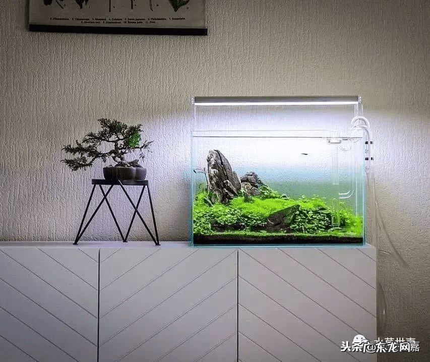 新鱼缸种水草 末日风水草缸