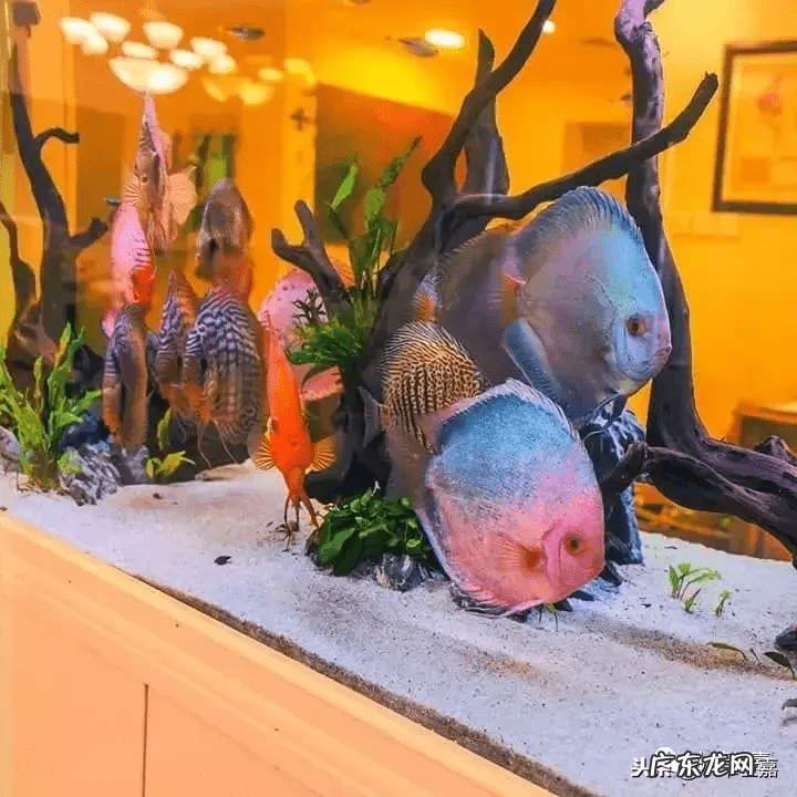 新鱼缸种水草 末日风水草缸