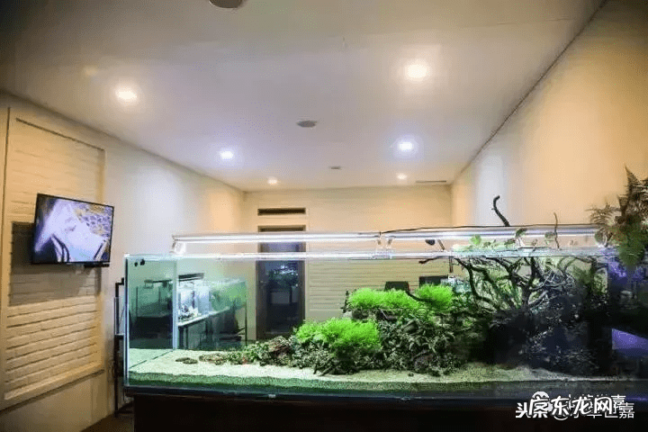 新鱼缸种水草 末日风水草缸