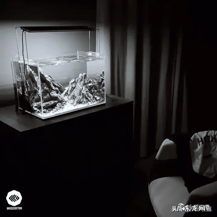 新鱼缸种水草 末日风水草缸