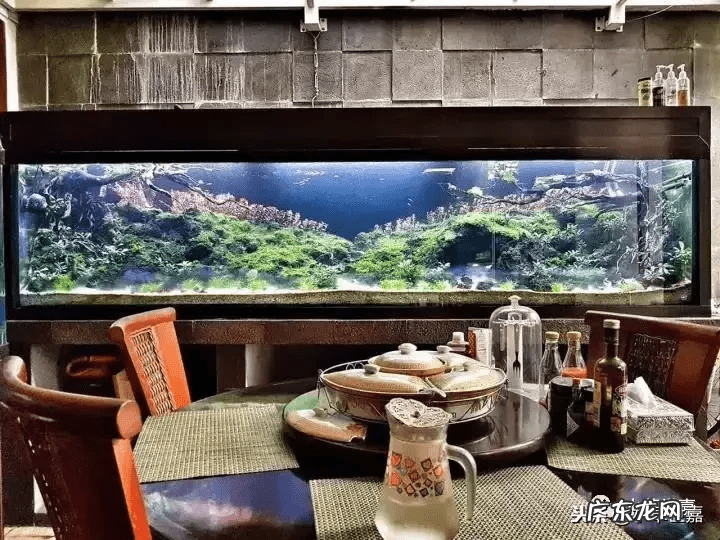 新鱼缸种水草 末日风水草缸