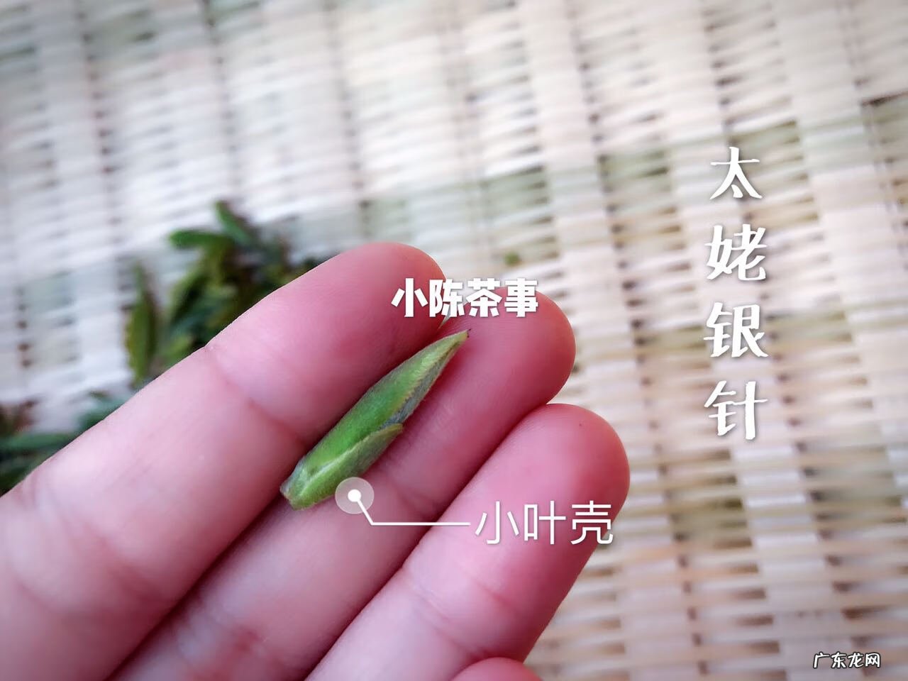 身上长白毛很长一根风水 身上长细细的白毛是什么原因