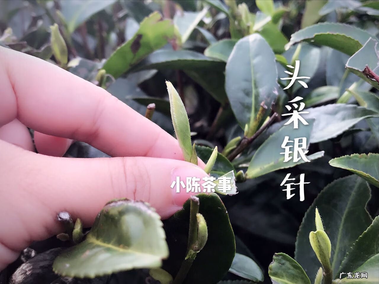 身上长白毛很长一根风水 身上长细细的白毛是什么原因