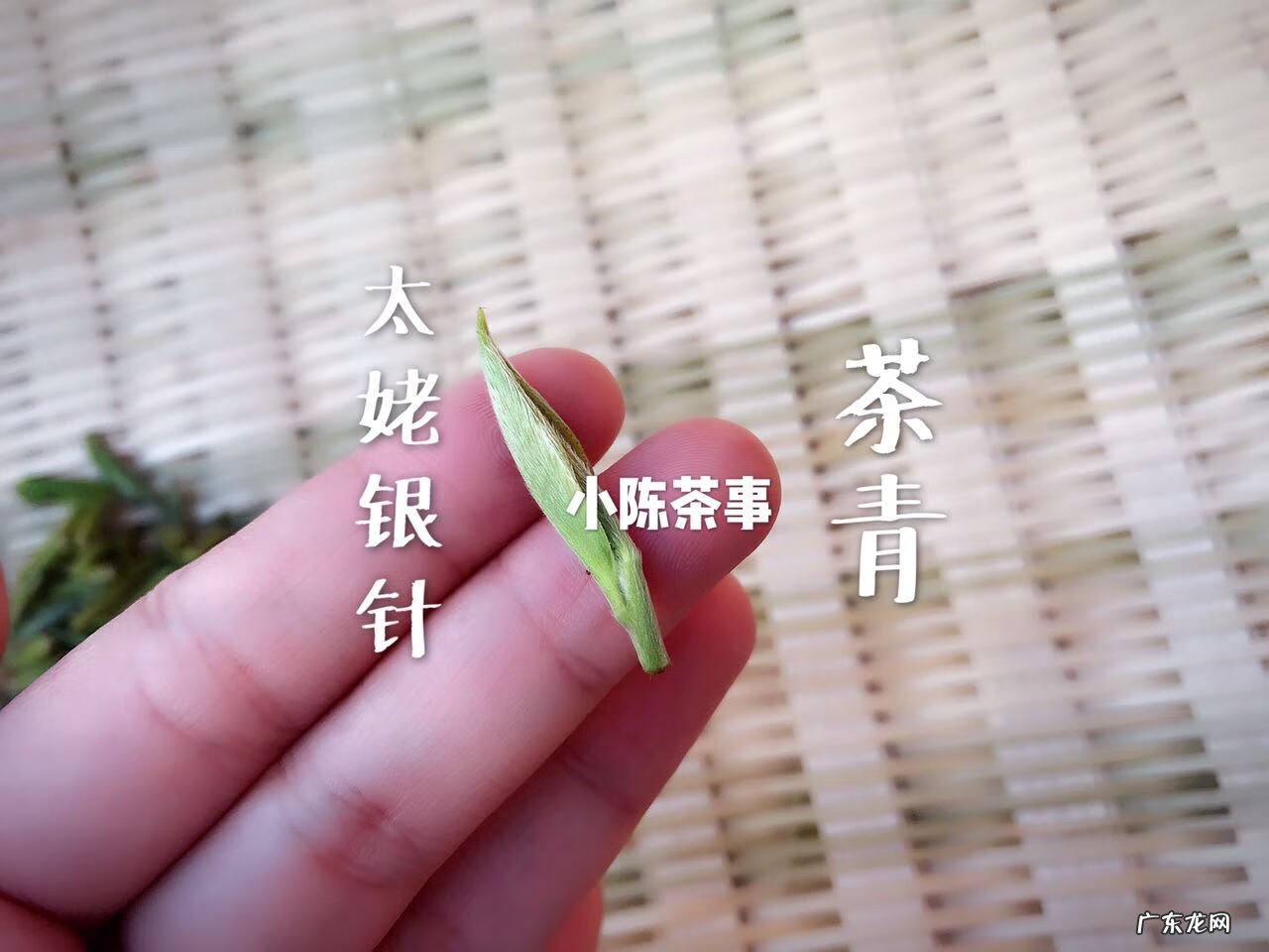 身上长白毛很长一根风水 身上长细细的白毛是什么原因