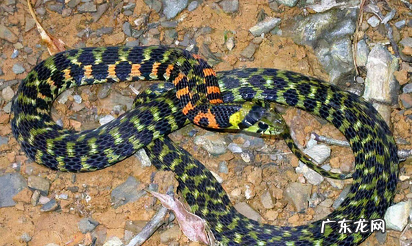 有蛇的地方风水好不好吗 蛇和野鸡打架风水