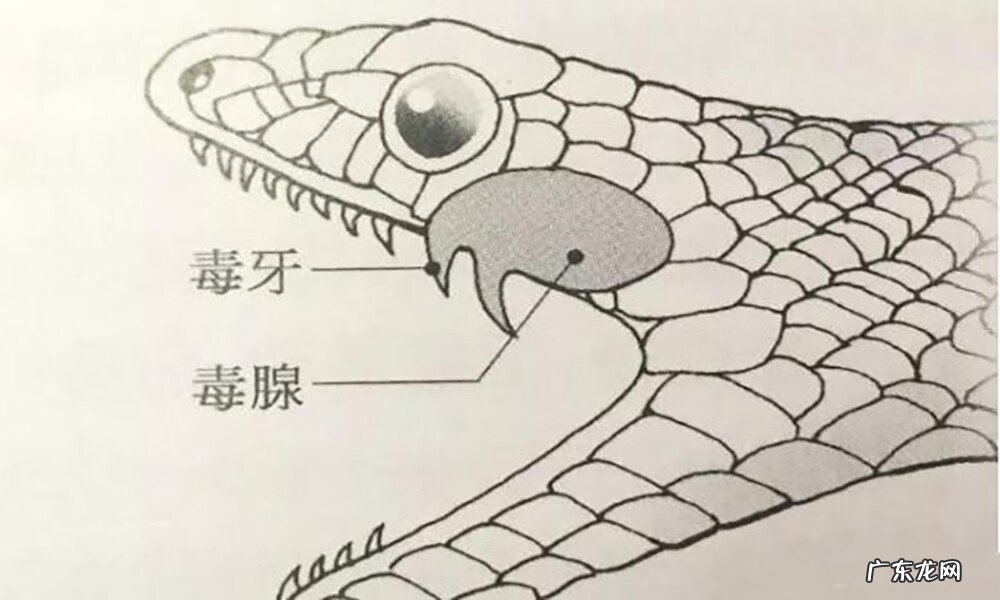 有蛇的地方风水好不好吗 蛇和野鸡打架风水