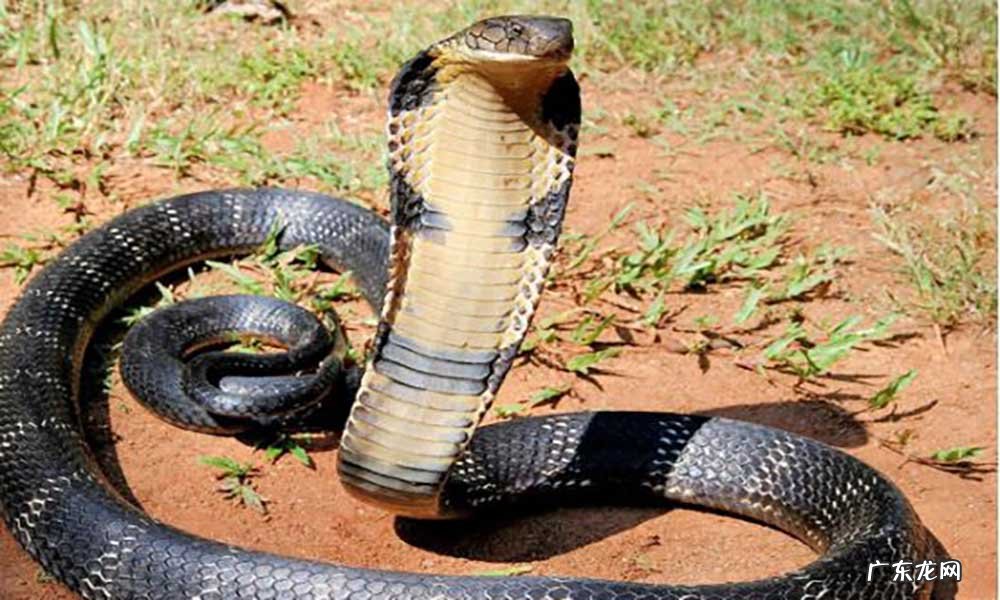 有蛇的地方风水好不好吗 蛇和野鸡打架风水