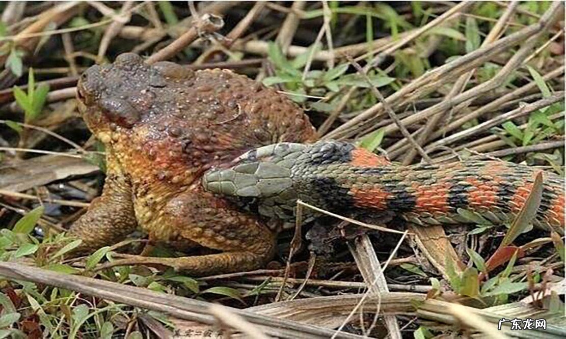 有蛇的地方风水好不好吗 蛇和野鸡打架风水
