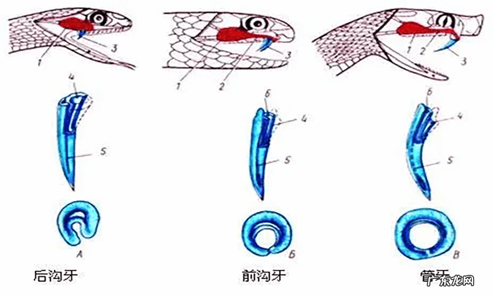 有蛇的地方风水好不好吗 蛇和野鸡打架风水