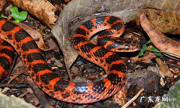 有蛇的地方风水好不好吗 蛇和野鸡打架风水