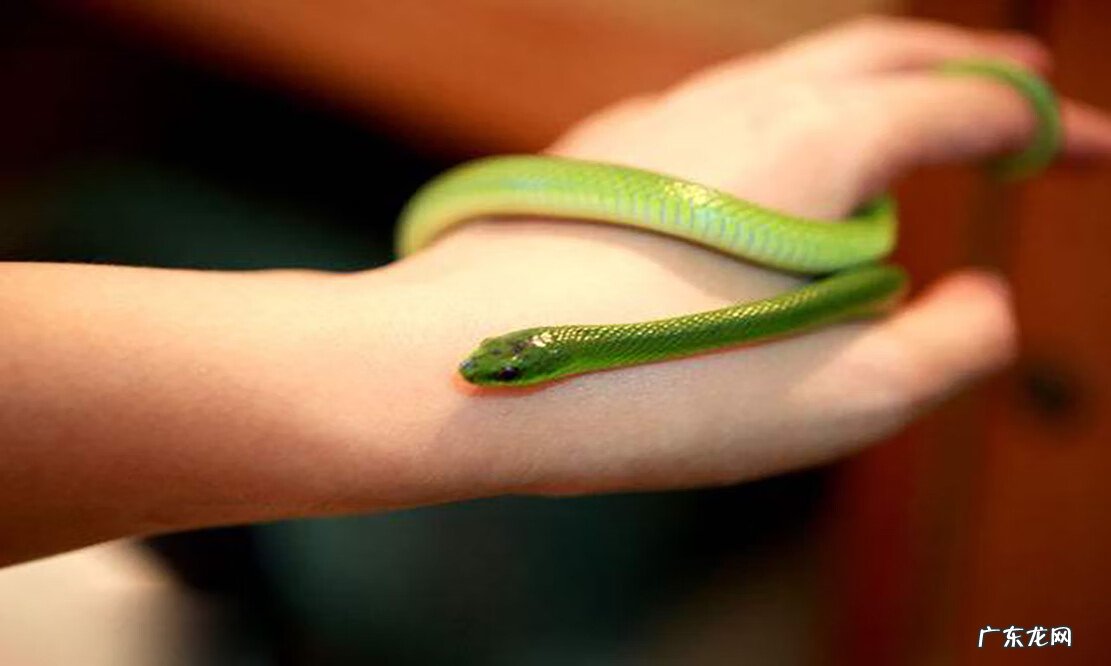 有蛇的地方风水好不好吗 蛇和野鸡打架风水