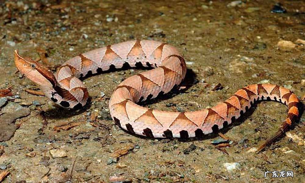 有蛇的地方风水好不好吗 蛇和野鸡打架风水