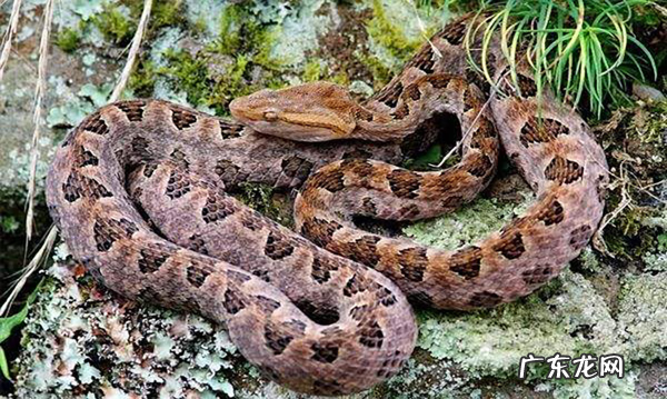 有蛇的地方风水好不好吗 蛇和野鸡打架风水