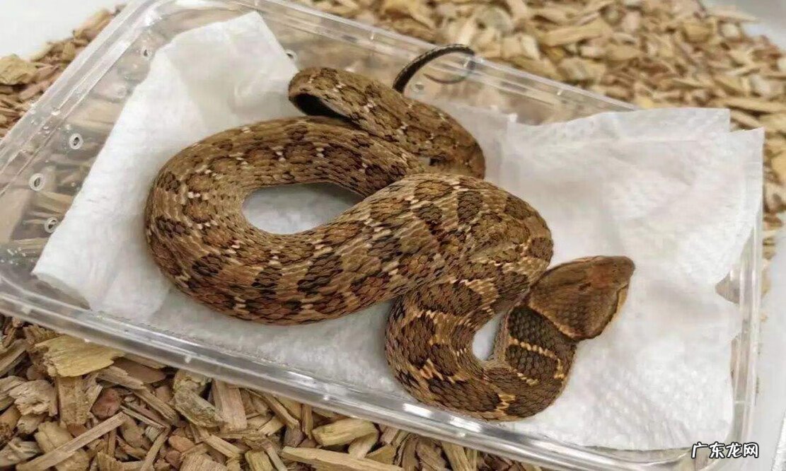 有蛇的地方风水好不好吗 蛇和野鸡打架风水