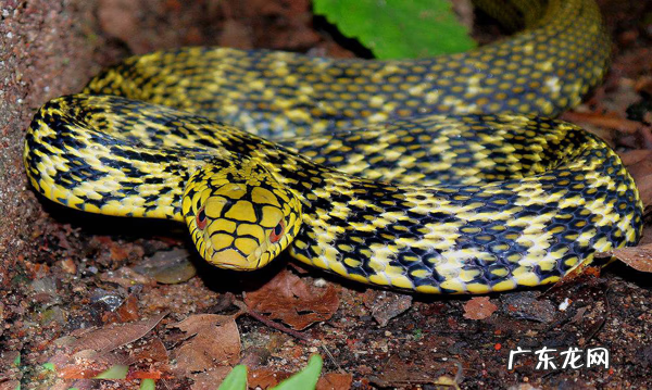 有蛇的地方风水好不好吗 蛇和野鸡打架风水