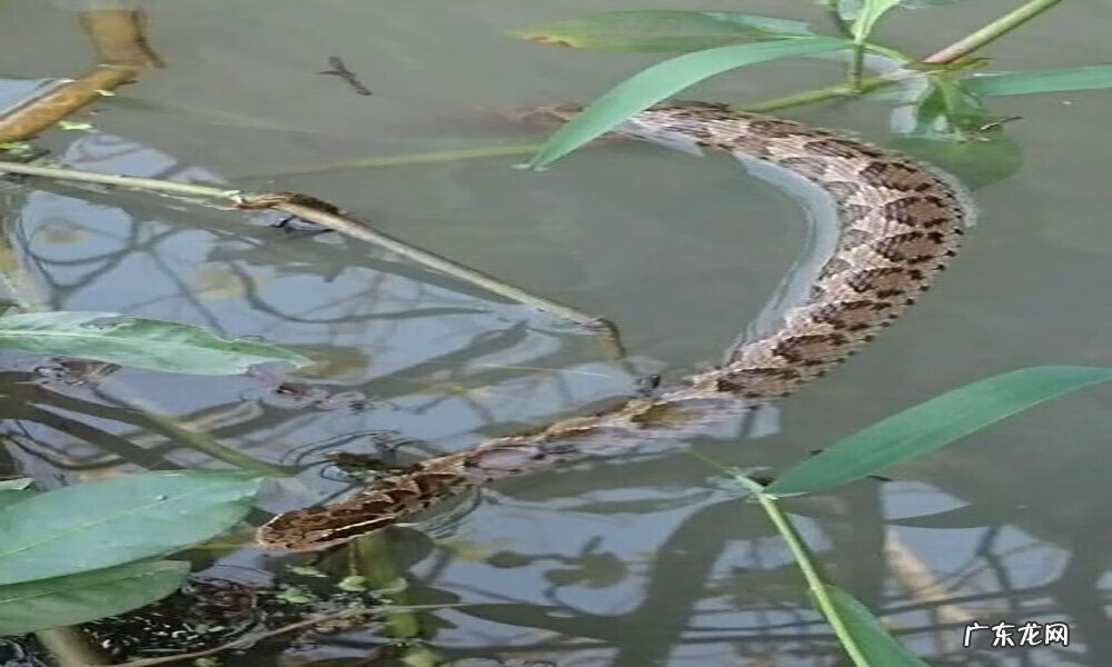 有蛇的地方风水好不好吗 蛇和野鸡打架风水